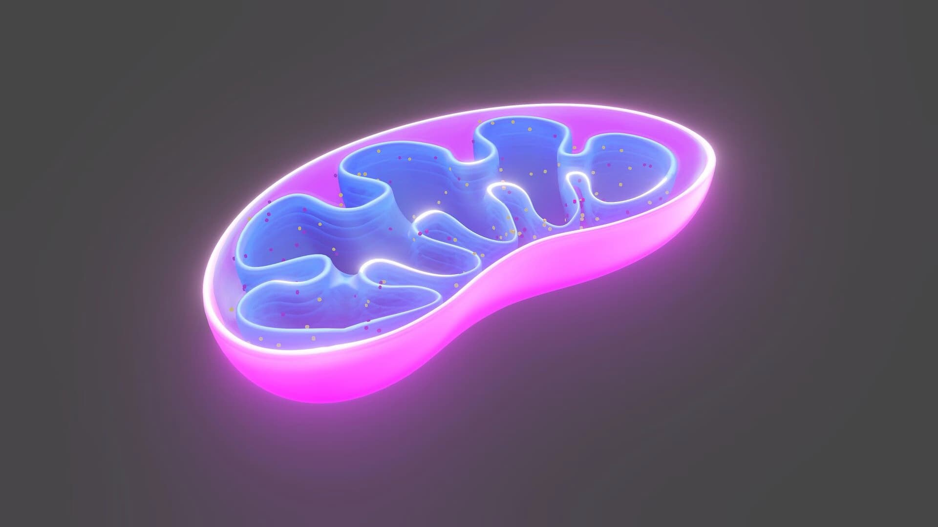 Mitochondrial Calcium Control: A New Key Player