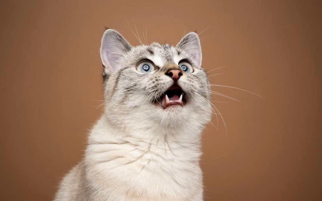 Baidu's AI Aims to Translate Cat Meows: A New Era of Interspecies Communication?