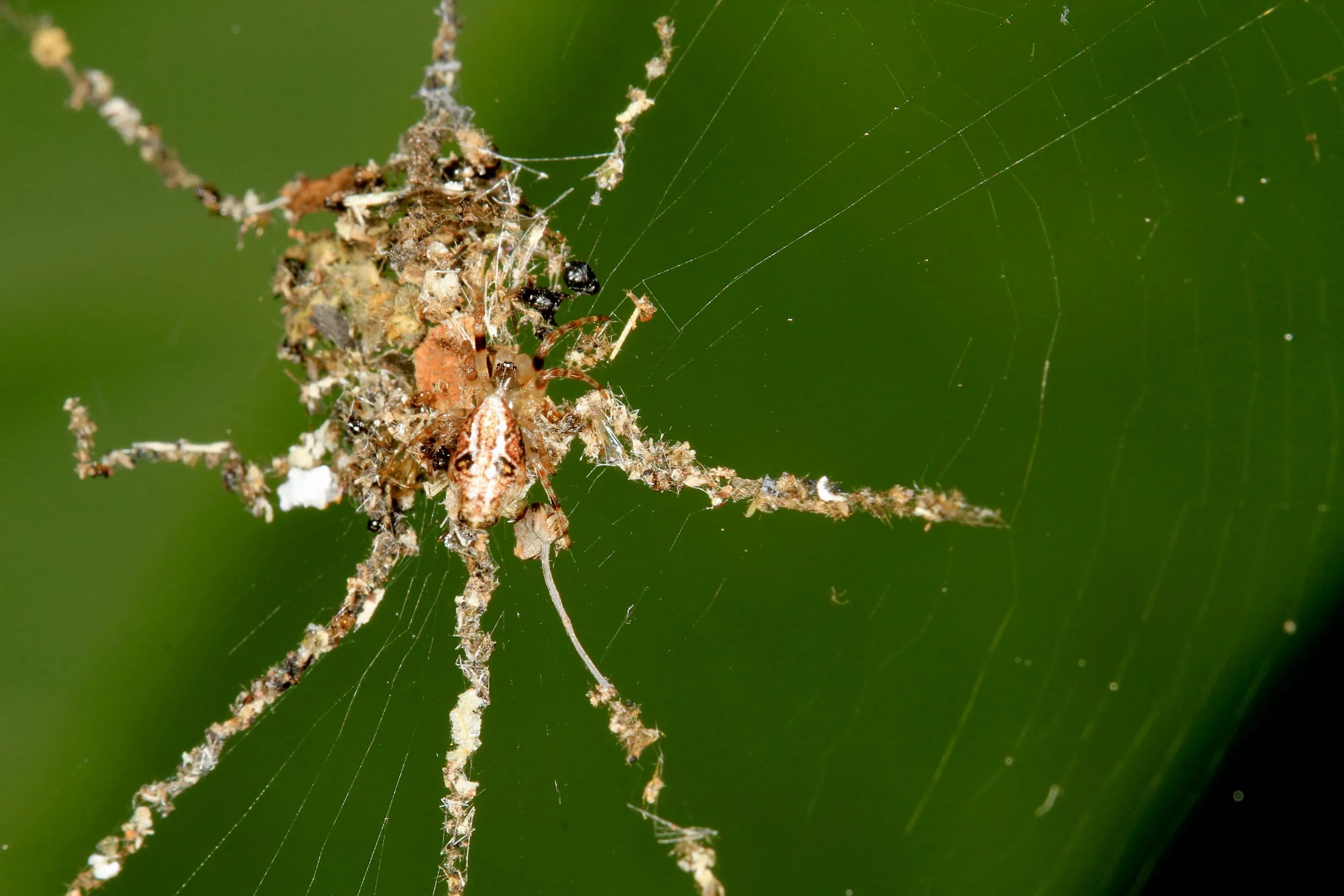 Cyclosa Spiders Craft Decoys for Predator Deception